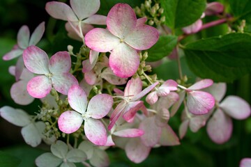 Delicate pink hydrangea flowers. Gardening, landscape design.