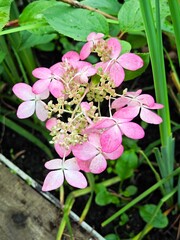Delicate pink hydrangea flowers. Gardening, landscape design.