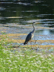 Grey Heron, Ardea cinerea, waiting on the pond