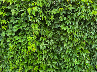 Green leaf wall of dense climbing vines
