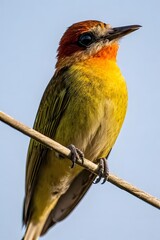 ia generated. Colorful bird perched on a branch in a natural setting, perfect to illustrate biodiversity, ecology, and bird photography concepts.

