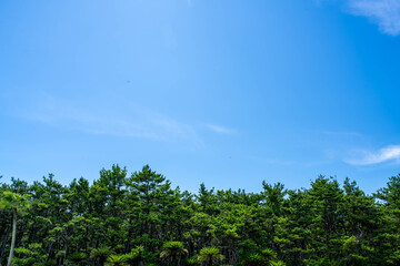 爽やかな青空と新緑の木々