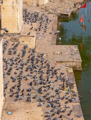 Pigeons on Ghat Steps by the Sacred Lake in Pushkar, India