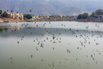 Landscape of Pigeons Flying Over Pushkar&rsquo;s Holy Lake, India