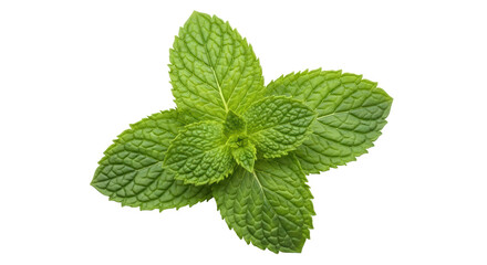 Isolated Mint Leaves