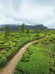 Romantic Walk Through Tea Fields in Scenic Nuwara Eliya Highlands, Sri Lanka