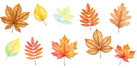 Obraz premium Watercolor set of colorful autumn leaves on transparent background