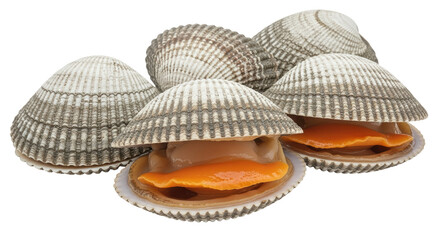 Isolated Cockles