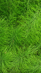 Close-up of horsetail and fern thickets. Selective focus