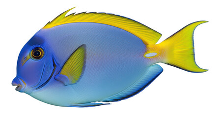 Isolated Tropical Surgeonfish