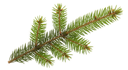 Isolated Fir tree branch
