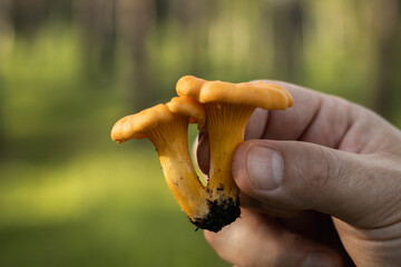 Golden chanterelles in hand, captured in soft evening forest light © Inese