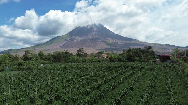 Dragon fruit farm with Mount Sinabung in background, Karo, Indonesia