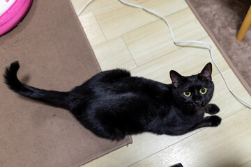 黒猫