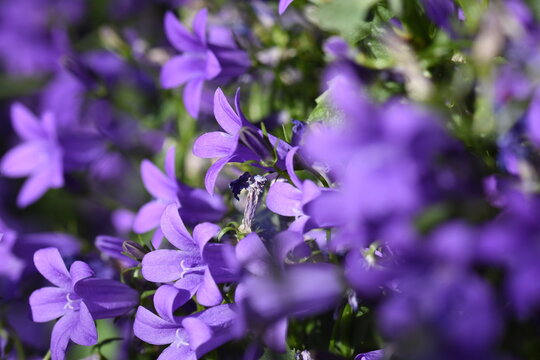 purple flowers in the garden