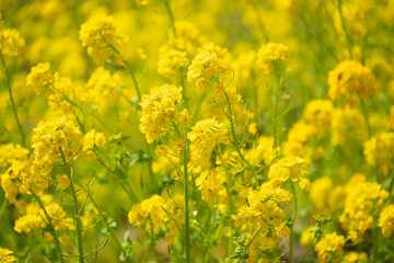菜の花畑