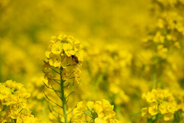 菜の花