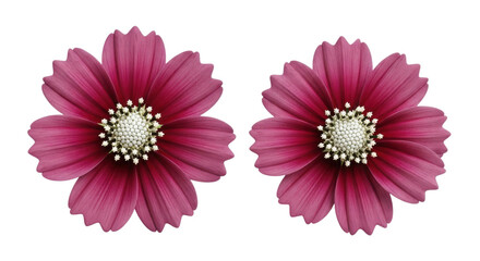 Fototapeta premium Two elegant cosmos flowers blossom in vibrant magenta against a dark backdrop, ideal for creative projects and design elements, transparent background