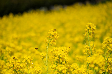 菜の花畑