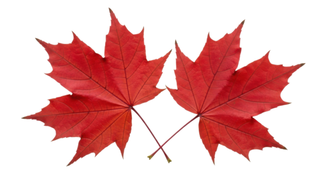 Two vibrant red maple leaves gracefully cross against a stark transparent background, showcasing autumn colors. - Powered by Adobe
