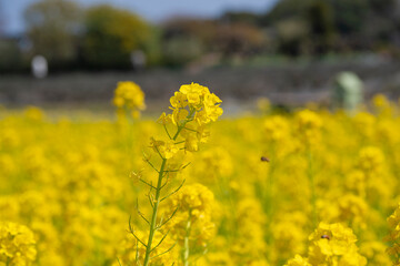 菜の花畑