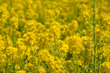 菜の花畑
