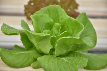 Green lettuce, vegetable plant in hydroponic system as smart farming. Select and soft focus.
