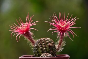 flower of a cactus