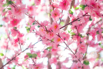 Trees on the roadside With pink and white flowers