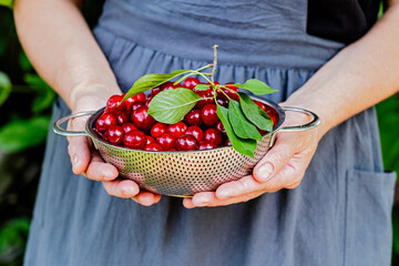 Cherry harvest, fresh fruit, summer garden, organic colander