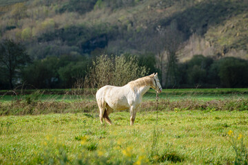 White Horse with Halter Resting in a Autumn Meadow