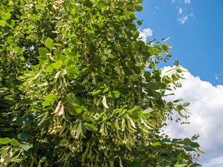 Branch of linden tree (Tilia) with fruits and leaves. Linden is used dried for herbal tea, helping with high blood pressure, heart health, and calming effects.
