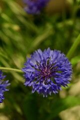 Obraz premium Close-up of Blue Cornflower Blossom – Macro Shot of Centaurea Cyanus
