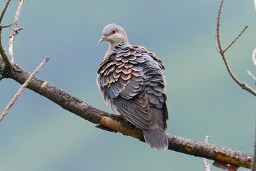 Pigeon close-up with rustling feathers