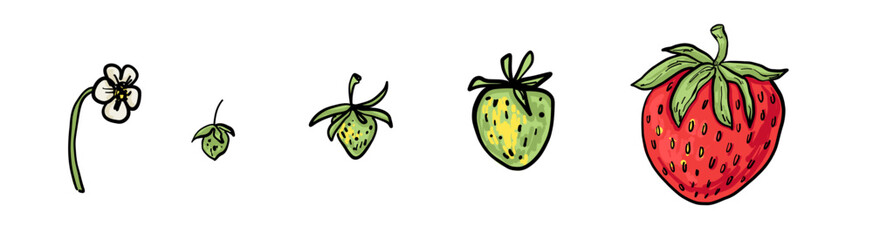 Set of strawberry leaves in different stages of growth. Hand-drawn look, textured details, white background. Perfect for patterns, packaging and botanical themes.