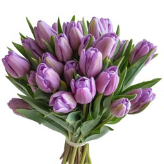 Fototapeta premium Purple Tulip Bouquet – Fresh Spring Flowers with Vibrant Green Leaves on White Background Photo.