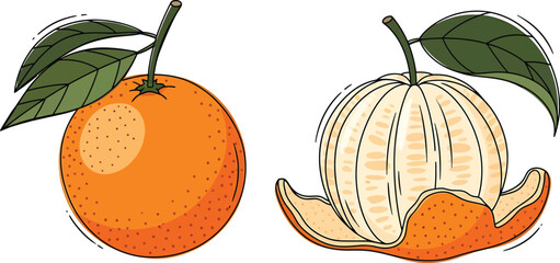 Whole and peeled oranges with leaves, vibrant illustration.