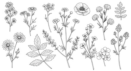 Hand drawn wildflowers collection featuring delicate botanical line art illustrations