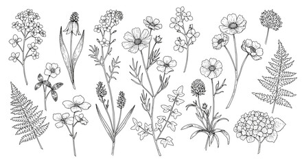 Intricate black and white botanical sketches of various wildflowers and ferns