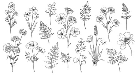 Fototapeta premium Black and white hand drawn wildflowers and leaves collection