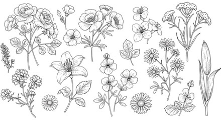 Detailed botanical sketches of various flowers and leaves in black and white