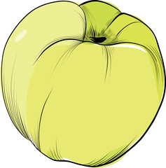 Hand drawn yellow quince fruit with soft shadows