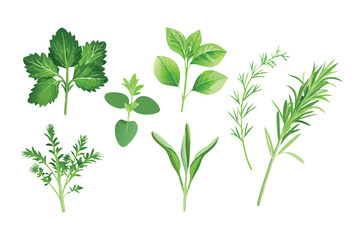 Photorealistic Fresh Herbs Vector Set. Realistic Rosemary, Basil, and Mint with Gradient Mesh Shading