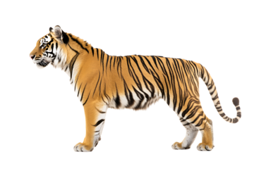 Powerful tiger standing in full side profile with defined stripes and muscular build in majestic pose isolated on transparent background