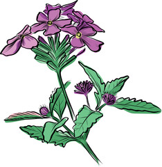 Pink blooming verbena flower illustration