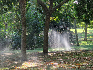 Sprinkler irrigation in a park full of trees