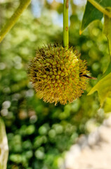 Close-Up of Prickly Green Chestnut on Tree Branch