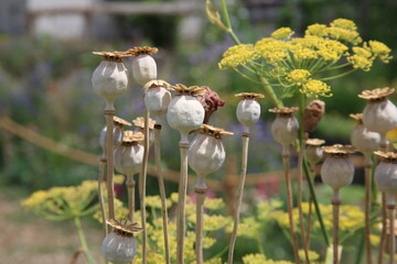 Tête de graines de pavots papayer dans un jardin