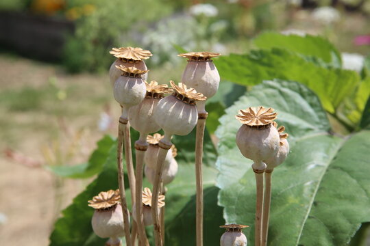 T&ecirc;te de graines de pavots papayer dans un jardin