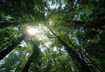 Fototapeta premium The sun is brightly shining through the trees in the vibrant forest